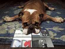 a dog is laying on a rug next to a brochure for global marketing