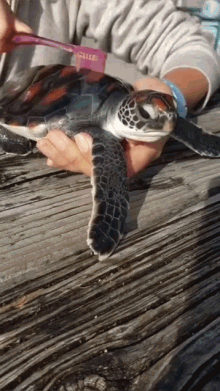 Turtle Cleaning GIF - Turtle Cleaning GIFs