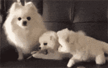 spitz doggos cute puppies