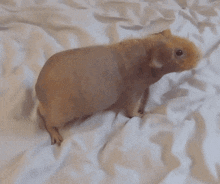 a guinea pig is laying on a bed with white sheets