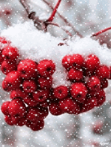 Winter Red GIF - Winter Red GIFs