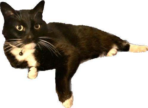 Enigmaticatt Cat Sticker - Enigmaticatt Cat Nico Stickers
