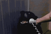 Dog Telephone GIF - Dog Telephone GIFs