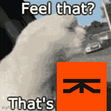 a picture of a cat with the words feel that that 's that 's