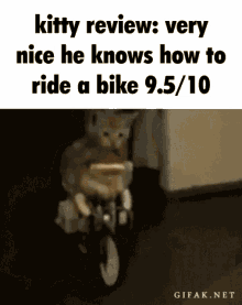 bike kitty