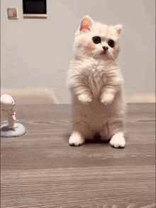 White Kitten Chopsticks Cat Chopsticks GIF