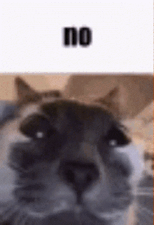 a close up of a cat 's face with the words `` no '' written on the bottom .