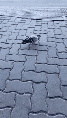 a pigeon is standing on a brick sidewalk looking for food