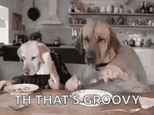 Funny Animals Dogs Eating Dinner GIF