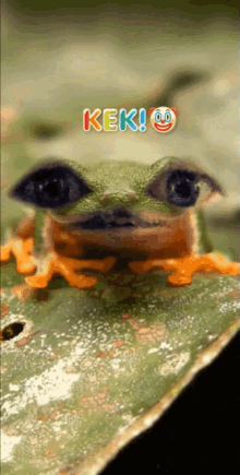 Kek Frog GIF
