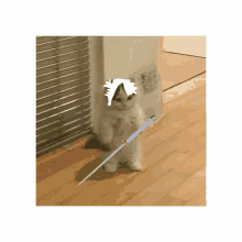 Toshiro Cat GIF - Toshiro Cat GIFs