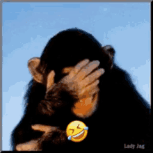 Laughing Monkey GIF - Laughing Monkey Fun GIFs