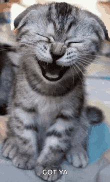 Laughing Kitty GIF