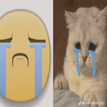 a picture of a cat with tears coming out of its eyes next to a picture of a crying emoji