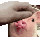 a person is petting a pink pig 's nose with their hand .