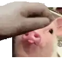 a person is petting a pink pig 's nose with their hand .