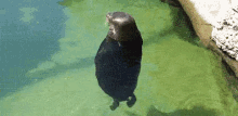 Spin Rotate GIF - Spin Rotate Seal GIFs