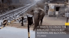 Elephant Train Tracks GIF - Elephant Train Tracks Intelligent GIFs
