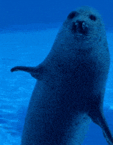 a seal is standing on its hind legs in the water and waving
