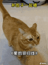 Chinese Singing Cat GIF