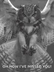 Owl Claws GIF - Owl Claws Grab GIFs