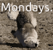 Mondays Sadness GIF - Mondays Sadness Sad Dog GIFs