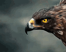 Eagle Flying GIFs | Tenor