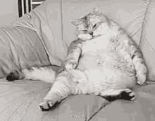 Lazy Fat Cat GIF