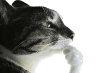a close up of a cat licking its paw