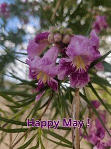 a picture of purple flowers with the words happy may on the bottom