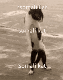 Somali Cat GIF - Somali Cat GIFs
