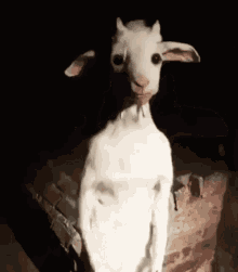 Goat Standing GIF - Goat Standing Wax Figure GIFs