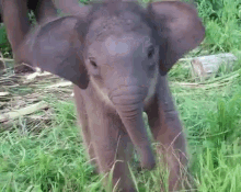 Baby Elephant GIF - Baby Elephant Cute GIFs