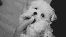 Cute Puppy GIF - Cute Puppy Love GIFs