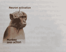 a picture of a monkey with the words neuron activation monkey sees action