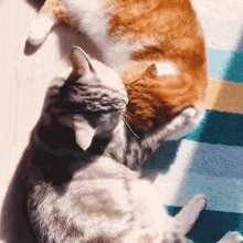 Cat Kitty GIF - Cat Kitty Kiss GIFs