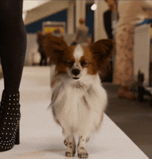 a small brown and white dog is walking on a white carpet