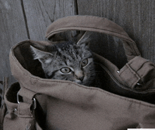 a kitten is sitting in a brown bag looking at the camera