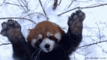 Red Panda Snow GIF - Red Panda Snow Playful GIFs