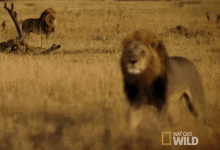 Lion Strutting GIF - Lion King Of The Jungle Big Cats GIFs