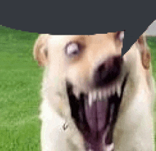 Speech Bubble Funny Meme Dog GIF