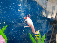 Bubbles Axolotl GIF