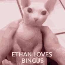 Ethan Loves Bingus Bingus GIF - Ethan Loves Bingus Bingus Ethan GIFs