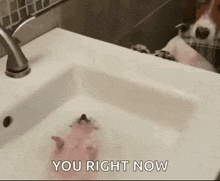 a dog is taking a bath in a sink with a hamster .