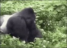 monkey attack gorilla