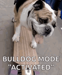Bulldog Bulldog Mode Activated GIF - Bulldog Bulldog Mode Activated GIFs