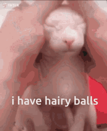 Balls Hairy GIF - Balls Hairy Not Bald GIFs