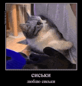 a cat is being held in a person 's arms .