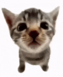 a close up of a kitten 's face looking up at the camera .