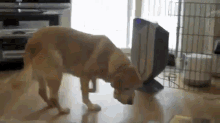 Greed GIF - Dogs Play Funny GIFs
